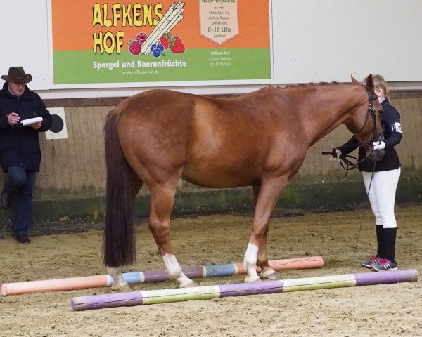 Pferd Amazing 33 (Oldenburger Springpferd, 2007, von Amadeus Z)