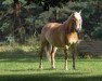 dressage horse Milano 286 (Edelbluthaflinger, 2012, from München 2010 (5,47% ox))