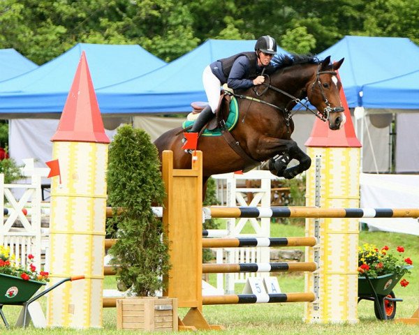 Zuchtstute Quilaura CH (Schweizer Warmblut, 2006, von Quidam's Rubin)