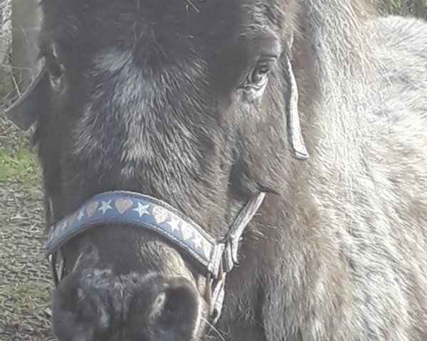 horse Magnus (Shetland Pony, 2000, from Mylord)