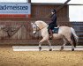 dressage horse Hirse (Fjord Horse, 2010, from DV'S Diamond)