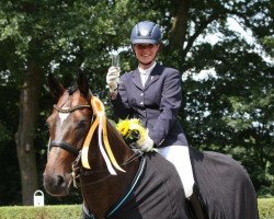 stallion Dream of Tomason (Oldenburg, 2009, from Diamond Hit)