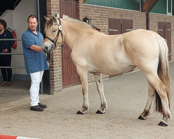 broodmare Udith van den Hoflander (Fjord Horse, 2018, from Narvestad Dayser)