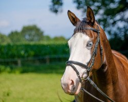 horse Kaya Blue (Trakehner, 2016, from Keep Cool)