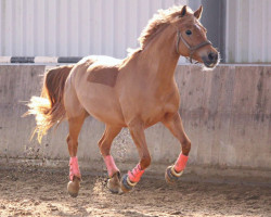 dressage horse Nick 201 (Dutch Pony, 2007, from Nicolai)