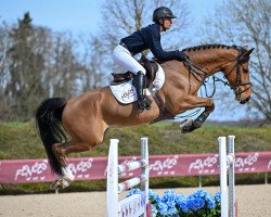 jumper Racasko Wh (Belgian Warmblood, 2017, from Comme il Faut)