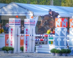 horse Quintilius (German Sport Horse, 2012, from Quality Boy)