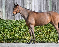 broodmare Scarlett (Hanoverian, 2015, from Stolzenberg)