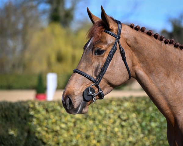 Springpferd Iconic D'Elle (Selle Français, 2018, von Athos D'Elle)