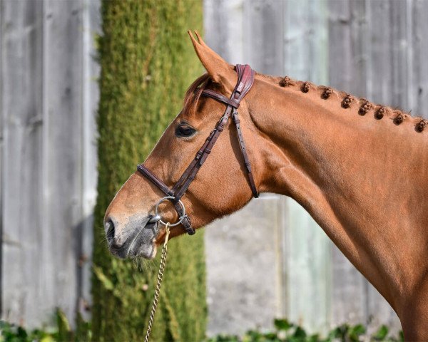 Springpferd Galiana des Dimes (Selle Français, 2016, von Nervoso)