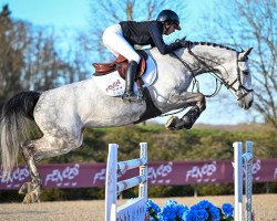 jumper Lannebel (KWPN (Royal Dutch Sporthorse), 2016, from Comme il Faut)