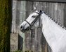 jumper Calima de Capellan (Spanish Sport Horse, 2017, from Cornet Obolensky)