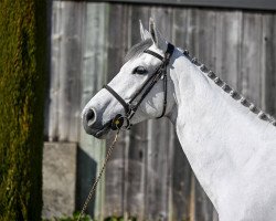 Springpferd Calima de Capellan (Spanisches Sportpferd, 2017, von Cornet Obolensky)