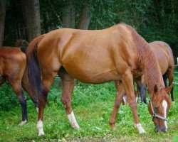 broodmare Rascin's Pilotina (Hanoverian, 2014, from van Schijndel’s Rascin)