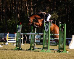 jumper Deichhof's Valino (Hanoverian, 2016, from Valentino)