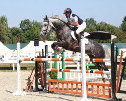 jumper Glow White (Hanoverian, 2013, from Goldfever)