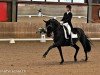 dressage horse Davici (Hanoverian, 2008, from Don Frederico)