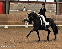 dressage horse Davici (Hanoverian, 2008, from Don Frederico)