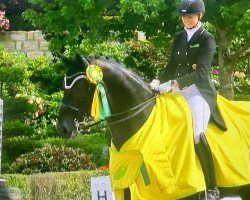 dressage horse Luigi Dioro (Hanoverian, 2008, from Lord Loxley I)