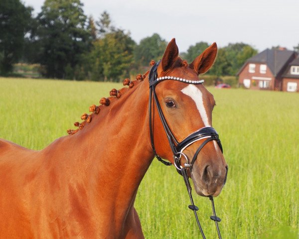 broodmare First Lady (Oldenburg, 2019, from Fuechtels Floriscount OLD)