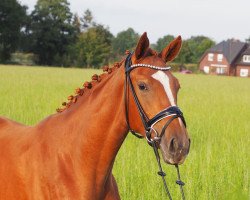 Pferd First Lady (Oldenburger, 2019, von Fuechtels Floriscount OLD)