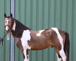 stallion Golden Glamour (Lewitzer, 2018, from Centauro's Golden Flashlight)