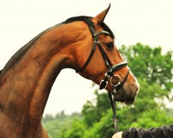 broodmare Haya ( Hotline x Walt Disney I ) (Hanoverian, 2007, from Hotline)