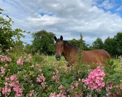 horse Larino (Bavarian, 1997, from Lanacar)