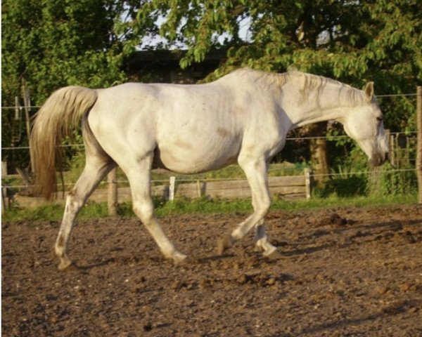 Zuchtstute Rodana (Westfale, 1990, von Roderich)