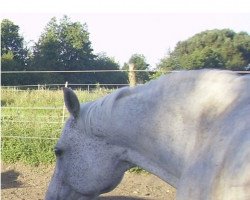 broodmare Rositten III (Trakehner, 1997, from Almox Prints J)