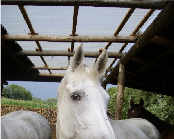 broodmare Regina VII (Trakehner, 1991, from Abdullah)