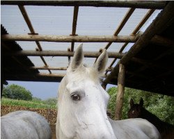 Zuchtstute Regina VII (Trakehner, 1991, von Abdullah)