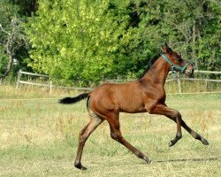 broodmare Vanora (Trakehner, 2018, from Assistent)