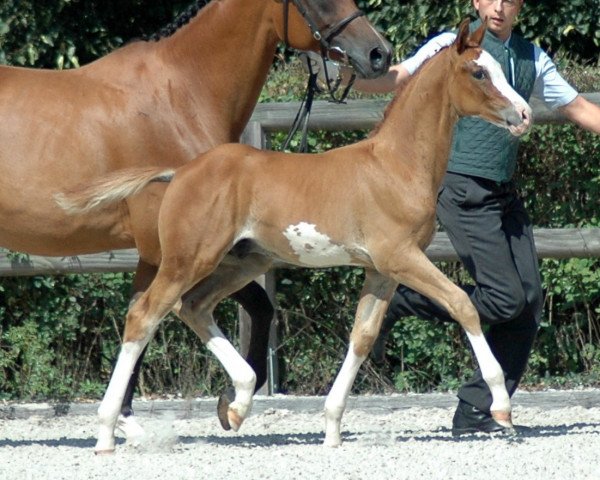 horse Vanito (Trakehner, 2015, from Sedar)