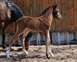 Pferd Darling´s Dancer (Deutsches Reitpony, 2023, von Crown Dramatic)