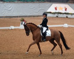 dressage horse Diniza (Oldenburg, 2017, from Asgard's Ibiza)