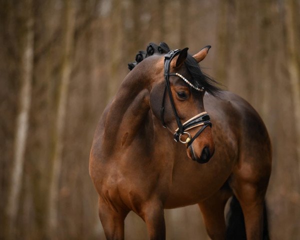 dressage horse Catch my Heart (German Riding Pony, 2018, from HJK Chevalier Rouge)
