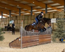 jumper Galadriel R (Trakehner, 2017, from Bonaparte N AA)