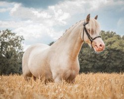 horse Windhoek`s Sky (Welsh mountain pony (SEK.A), 2018)