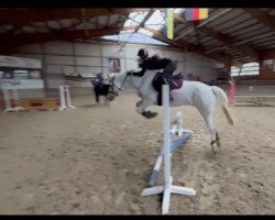 jumper Blackwoodland Silver Spruce (Connemara Pony, 2010, from Glencarrig Prince)