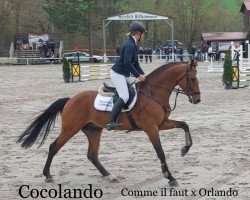 stallion Cocolando (Westphalian, 2019, from Comme il Faut)