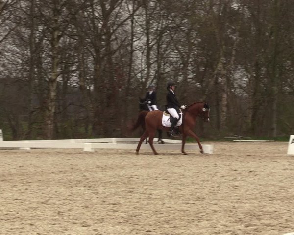 Reitturnier Elmlohe 2023