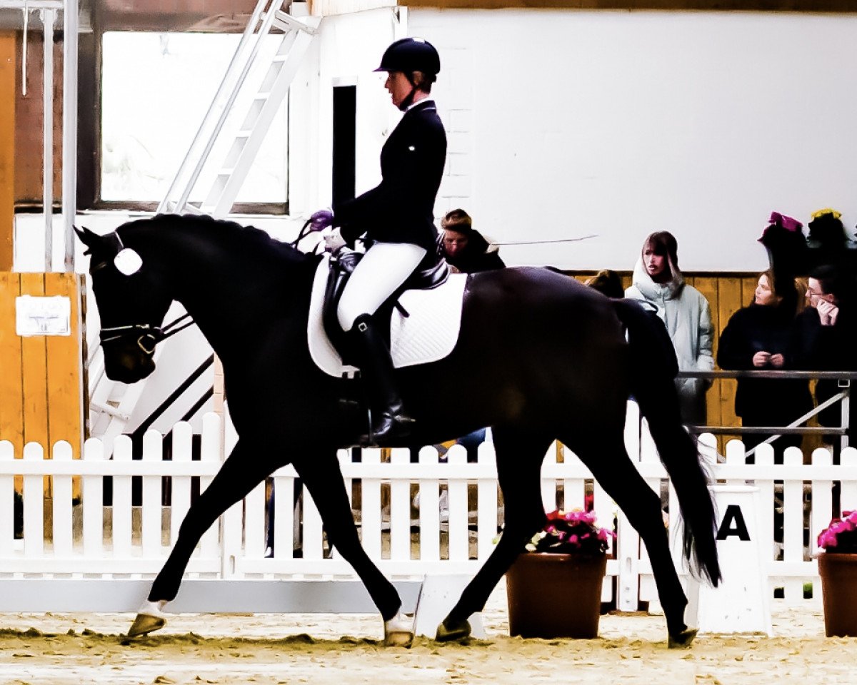 dressage horse Fred Ms (Westphalian, 2012, from Franziskus FRH)