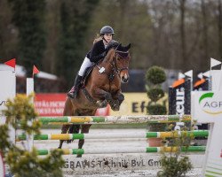 broodmare Pebbles 74 (German Riding Pony, 2015, from Principal Boy)