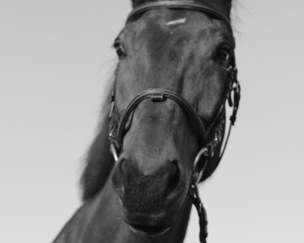 horse Allegra 90 (German Warmblood, 1996, from Athenago P)