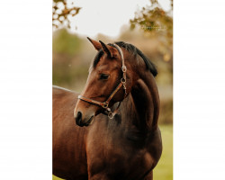 broodmare Rockerbraut (Hanoverian, 2017, from Rock Forever NRW)