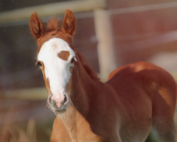 horse Anima Callimero (Welsh-Cob (Sek. D), 2021, from Horeb JD)