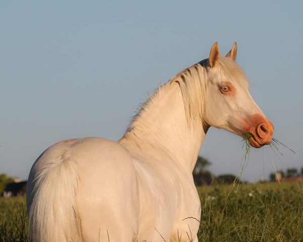 Zuchtstute Keltic Maleficent (Welsh-Cob (Sek. D),  )