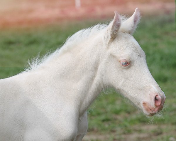 horse Anima Khaleesa (Welsh-Cob (Sek. D),  , from Horeb JD)