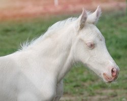 Pferd Anima Khaleesa (Welsh-Cob (Sek. D), von Horeb JD)